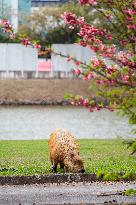 Several capybaras forage along the riverside in Sao Paulo