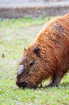 Several capybaras forage along the riverside in Sao Paulo