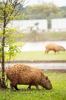 Several capybaras forage along the riverside in Sao Paulo
