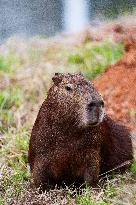 Several capybaras forage along the riverside in Sao Paulo