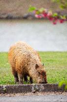 Several capybaras forage along the riverside in Sao Paulo