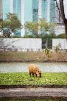 Several capybaras forage along the riverside in Sao Paulo
