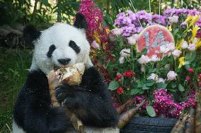 Birthdays of giant pandas Shuangxin and Hexing - Xining