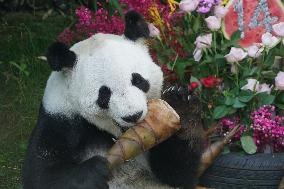 Birthdays of giant pandas Shuangxin and Hexing - Xining
