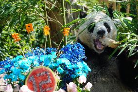 Birthdays of giant pandas Shuangxin and Hexing - Xining
