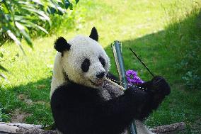 Birthdays of giant pandas Shuangxin and Hexing - Xining