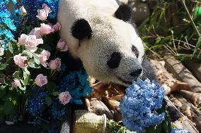 Birthdays of giant pandas Shuangxin and Hexing - Xining