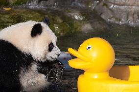 Giant Panda Cooling Down
 in Chongqing Zoo