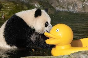 Giant Panda Cooling Down
 in Chongqing Zoo