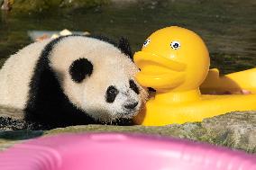 Giant Panda Cooling Down
 in Chongqing Zoo