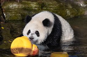 Giant Panda Cooling Down
 in Chongqing Zoo