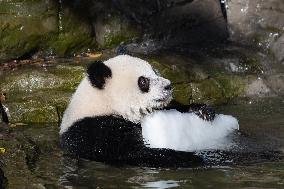 Giant Panda Cooling Down
 in Chongqing Zoo