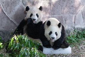Giant Panda Cooling Down
 in Chongqing Zoo