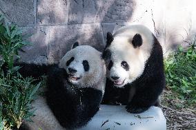 Giant Panda Cooling Down
 in Chongqing Zoo