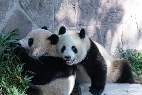 Giant Panda Cooling Down
 in Chongqing Zoo