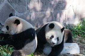Giant Panda Cooling Down
 in Chongqing Zoo