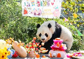 Giant Panda Birthday