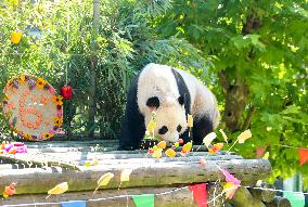 Giant Panda Birthday