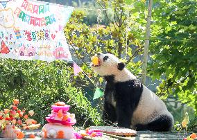 Giant Panda Birthday