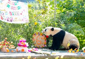 Giant Panda Birthday