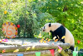 Giant Panda Birthday