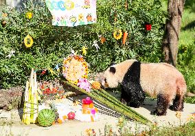 Giant Panda Birthday