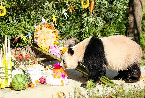 Giant Panda Birthday