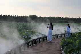 Lotus Pond Cooled By Spray in Yancheng