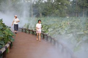 Lotus Pond Cooled By Spray in Yancheng