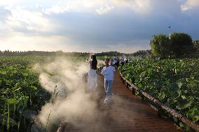 Lotus Pond Cooled By Spray in Yancheng