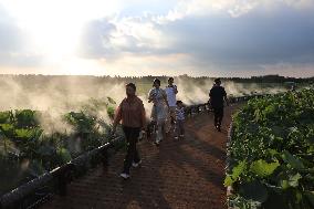 Lotus Pond Cooled By Spray in Yancheng