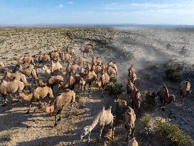 CHINA-GANSU-AKSAY-CAMEL MIGRATION (CN)