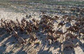 CHINA-GANSU-AKSAY-CAMEL MIGRATION (CN)