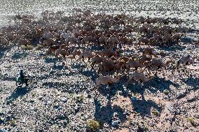 CHINA-GANSU-AKSAY-CAMEL MIGRATION (CN)