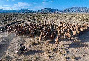 CHINA-GANSU-AKSAY-CAMEL MIGRATION (CN)