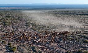 CHINA-GANSU-AKSAY-CAMEL MIGRATION (CN)