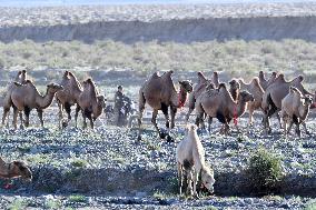 CHINA-GANSU-AKSAY-CAMEL MIGRATION (CN)