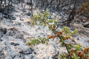 Apocalyptic Turkey Wildfires Spread By Record 50C Heatwave - Bursa