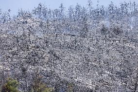 Apocalyptic Turkey Wildfires Spread By Record 50C Heatwave - Bursa