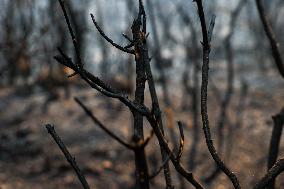 Apocalyptic Turkey Wildfires Spread By Record 50C Heatwave - Bursa