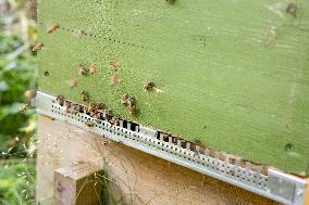 Beekeeping