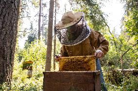 Beekeeping