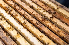 Beekeeping
