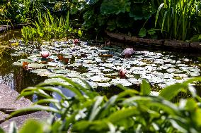 Maie`s garden