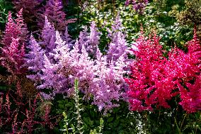 Maie`s garden