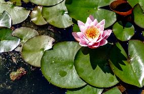 Maie`s garden