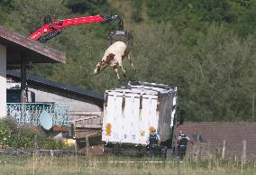 Bovine Lumpy Skin Epidemic Spreads in France - Saint Ferreol