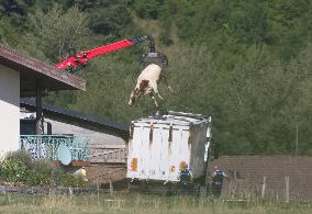 Bovine Lumpy Skin Epidemic Spreads in France - Saint Ferreol