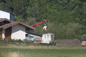 Bovine Lumpy Skin Epidemic Spreads in France - Saint Ferreol