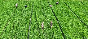 Farming